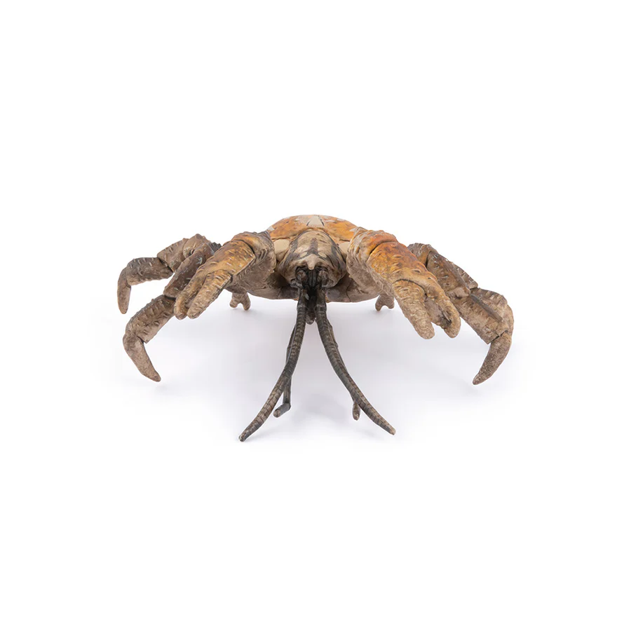 PAPO GRANCHIO DEL COCCO 56020