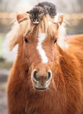 RAVENSBURGER PUZZLE PUPPIES COLLECTION: GATTINO E CAVALLO 500 PZ 01901