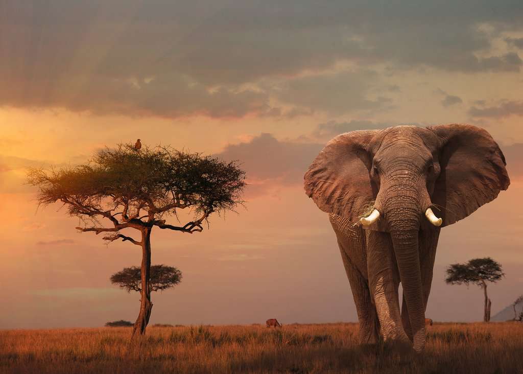 RAVENSBURGER  ELEFANTE DEL MASAI MARA 15159